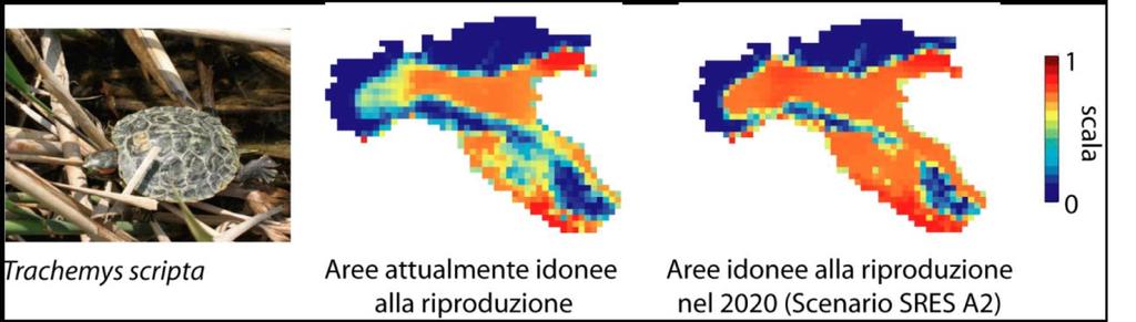 Specie aliene G. Ficetola et al.