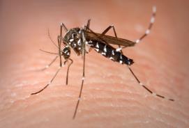 Roiz D, Neteler M, Castellani C, Arnoldi D, Rizzoli A (2011) Climatic Factors Driving Invasion of the Tiger Mosquito