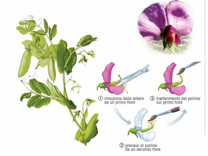 Le origini della genetica Pisum sativum Facile da coltivare Ciclo vitale