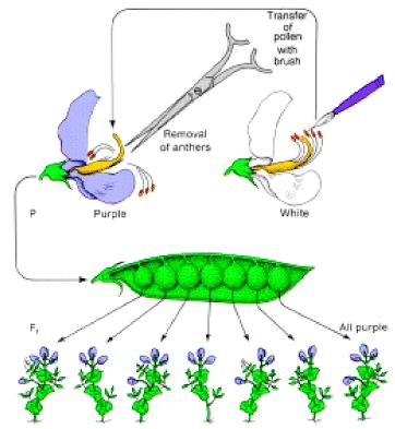 Primo incrocio: fiore bianco x fiore