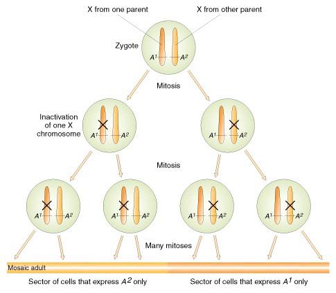 Cromosomi Umani Uno dei due cromosomi x nelle donne viene inattivato nello sviluppo