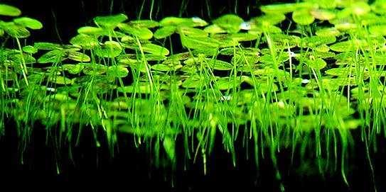 Idrofite radicanti: piante