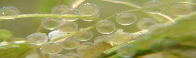 Gestione delle idrofite Quando si interviene Periodo riproduttivo specie ittiche Le uova di Luccio