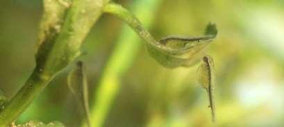 Le larve rimangono attaccate alla vegetazione sommersa fino al completo riassorbimento del sacco