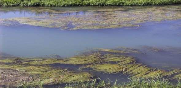 Quando il bordo preservato è esiguo, l abbassamento del livello dell acqua conseguente al taglio delle idrofite lascia all asciutto anche quel poco che si era cercato di mantenere.