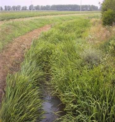 Mazzasorda (Typha