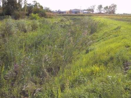 palude (Phragmites