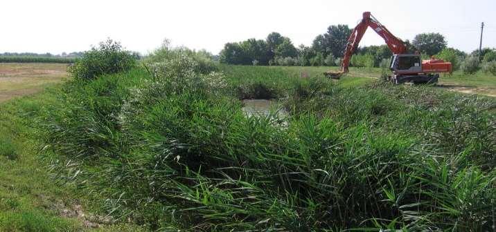 ) Trin) e la mazzasorda (Typha latifolia L.