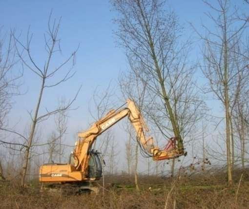 e una triturazione e distribuzione omogenea della vegetazione sul terreno (con una rapida degradazione del