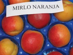 Precoz] MIRLO NARANJA [(Orange Red X Currot) X