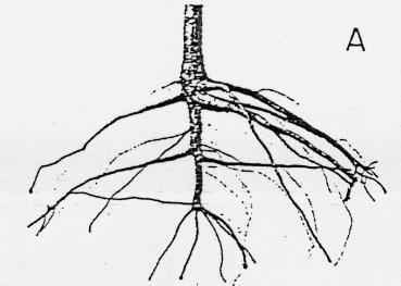 Portinnesti da seme - Apparato radicale fittonante che si approfondisce molto nel terreno - Ottimo ancoraggio al terreno - Capacità di esplorare maggiori volumi di terreno e captare acqua da