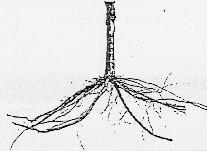 Portinnesti micropropagati o da talea - Apparato radicale fascicolato - Minor ancoraggio al terreno - Maggiore