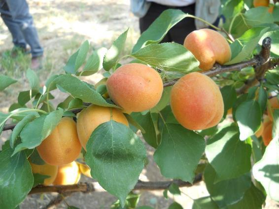 Flopria* Interessante per la produttività. Epoca maturazione : - 12 gg S. Castrese Pregi: - - Pianta di buona rusticità.