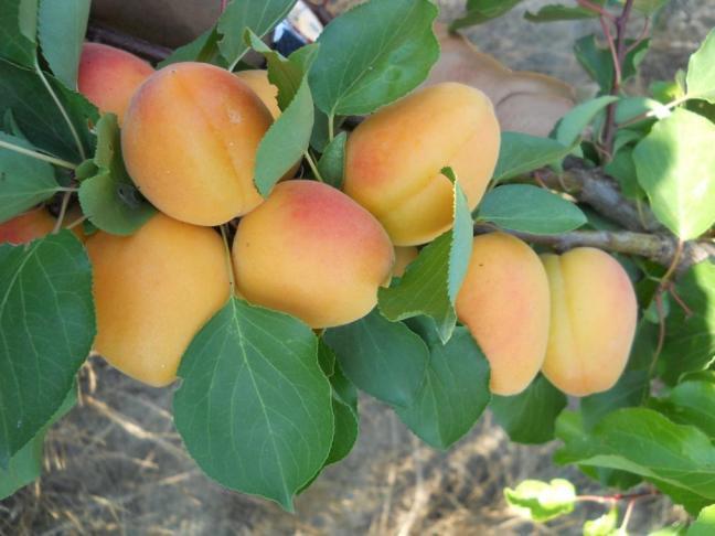 Epoca di maturazione molto tardiva; buoni sovraccolore e consistenza; buona tenuta di