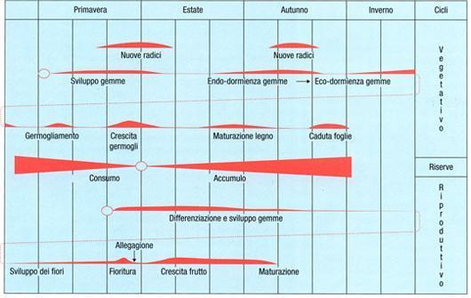 EVENTI VEGETO-PRODUTTIVI STAGIONALI LA