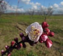 FORMAZIONE, SVILUPPO e SCHIUSURA GEMME a FIORE ESTATE AUTUNNO INVERNO