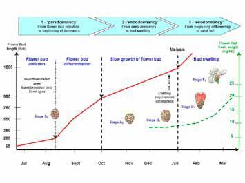 Differenziazione Lenta accrescimento gemme Ingrossamento gemme FABBISOGNO IN