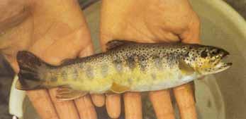 Salmo trutta species complex Salmo trutta trutta o Salmo trutta Salmo