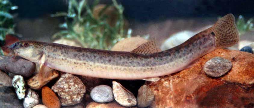 weatherfish Amur loach Amur weatherfish Cyprinid loach Loach