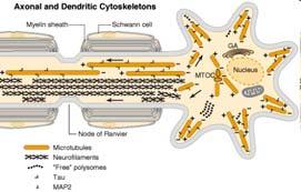 Ciascun neurone ha dendriti con ramificazioni profuse, che ricevono segnali nelle sinapsi con diverse centinaia di altri neuroni, e un singolo e lungo assone che si ramifica lateralmente alla sua