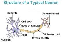 Nei, motoneuroni dei mammiferi uno strato isolante di mielina di solito riveste tutte le parti dell assone all eccezione dei nodi di Ranvier e terminali assonici.