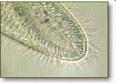 ca/cm1504/cytoskeleton.