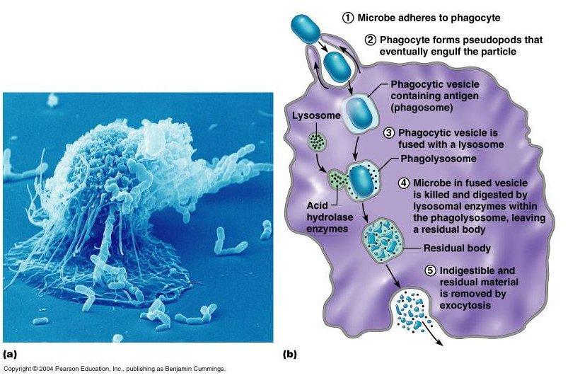 I NEUTROFILI CHE PER CHEMIOTASSI ARRIVANO NEL FOCOLAIO INFIAMMATORIO HANNO IL RUOLO DI