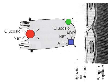 Il riassorbimento transcellulare del glucosio