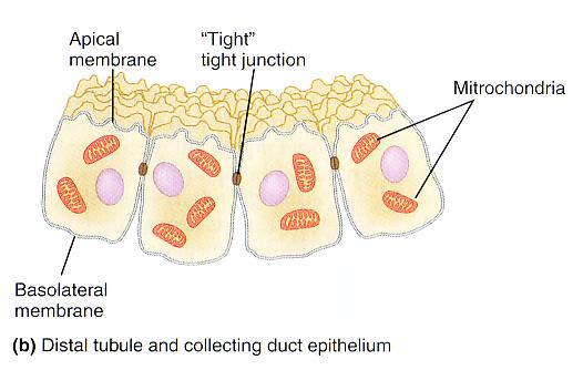 epitelio