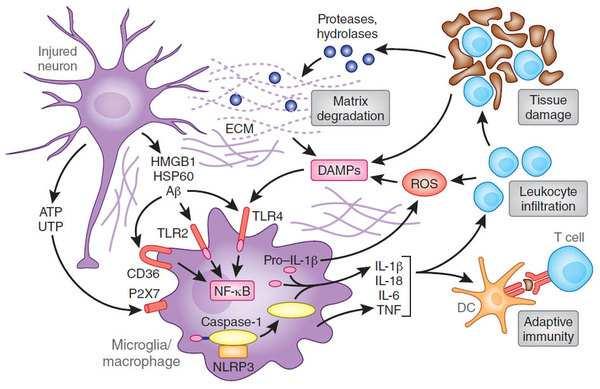 Il ruolo della Microglia attivata e proliferante è quello di promuovere e sostenere lo stato neuroinfiammatorio mediante rilascio di