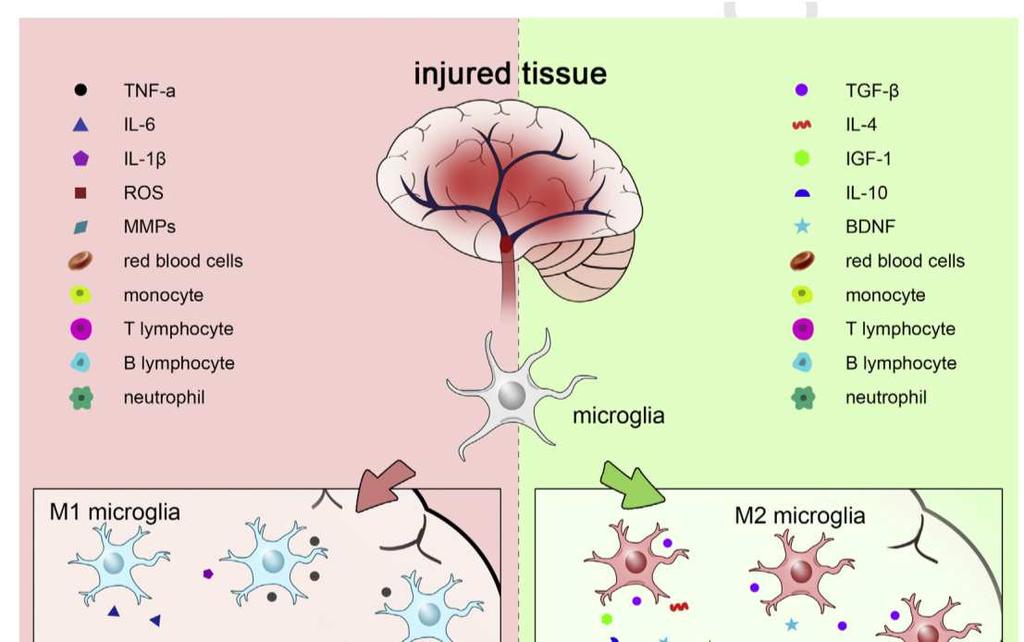 Injured tissue release a variety of damage associated pro-inflammatory cytokines, and reactive oxygen species (ROS), causing microglia to polarize toward M1 or M2