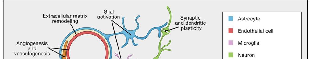 UNITA NEUROVASCOLARE Negli ultimi anni sta emergendo una nuova prospettiva nella quale i neuroni non sono più gli unici