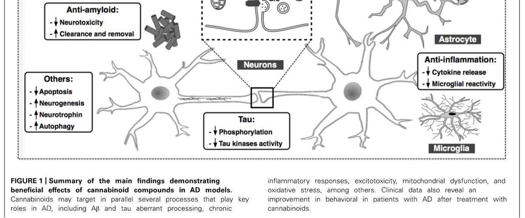 Un importante ruolo di modulazione della neuroinfammazione è svolto dal sistema