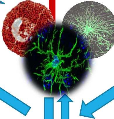 La PEA è un endocannabinoide strettamente legato all attività microgliale La