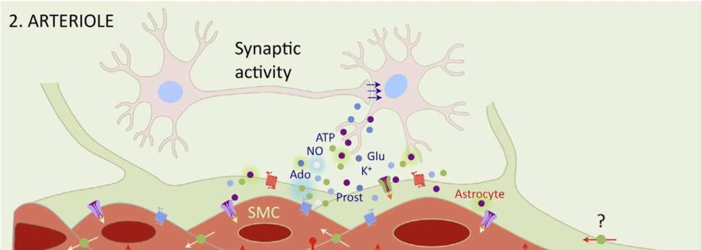 UNITA NEUROVASCOLARE L unità neurovascolare è coinvolta nel controllo del