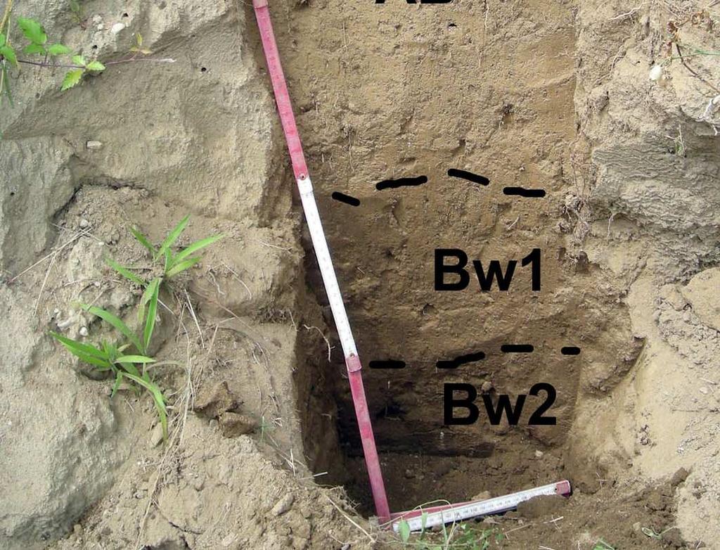Bw2: 79-100+; limite inferiore sconosciuto; colore bruno grigiastro scuro (2.5Y4/2); scheletro comune, tessitura franco-sabbiosa; struttura simile al Bw1, ma molto compatto. Classificazione W.R.B.: Haplic Cambisol (Dystric) fig.