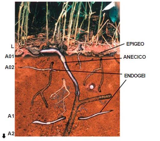 Categorie Ecologiche (Gruppi Funzionali)