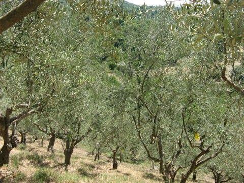 Gli uliveti Genticore (foto Marina Alaimo) Il cuore d ortice è il nome che è stato dato all unica qualità di olio extravergine di oliva prodotto dall azienda.