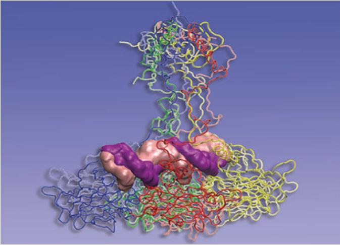 Dipartimento: Direttore: Prof. Gennaro Melino Sito web: Il Dipartimento di Medicina Sperimentale e Chirurgia è diviso in due aree, Sperimentale e Chirurgica. 1. AREA SPERIMENTALE 1.