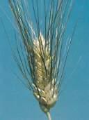 GRANO DURO IRIDE Varietà di grano duro più coltivata in Italia dotata di un potenziale produttivo molto elevato, determinato in particolare dall eccezionale fertilità della spiga e dall ottima