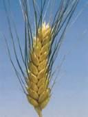 GRANO DURO ODISSEO Varietà di grano duro dotata di un potenziale produttivo molto elevato in tutti gli areali italiani, determinato in particolare dal la eccezionale fertilità della spiga e dall
