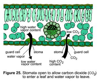 P n e sistemi fotosintetici: piante C3 La carbossilazione della CO 2 all interno del