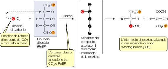 ingloba il carbonio della CO 2 in composti a 3 atomi di carbonio (piante C3) Il Rubisco
