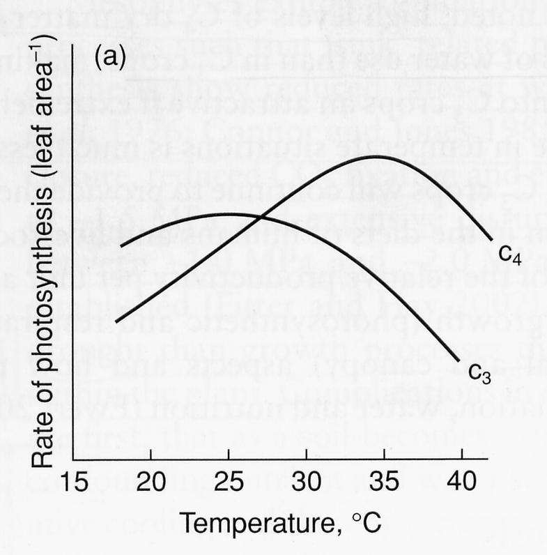 P n, temperatura e sistema fotosintetico C3: all aumentare della temperatura: aumenta la fotorespirazione (CO 2 /O 2 diminuisce) diminuisce l affinità del Rubisco per la CO 2 C4: sostengono maggiori