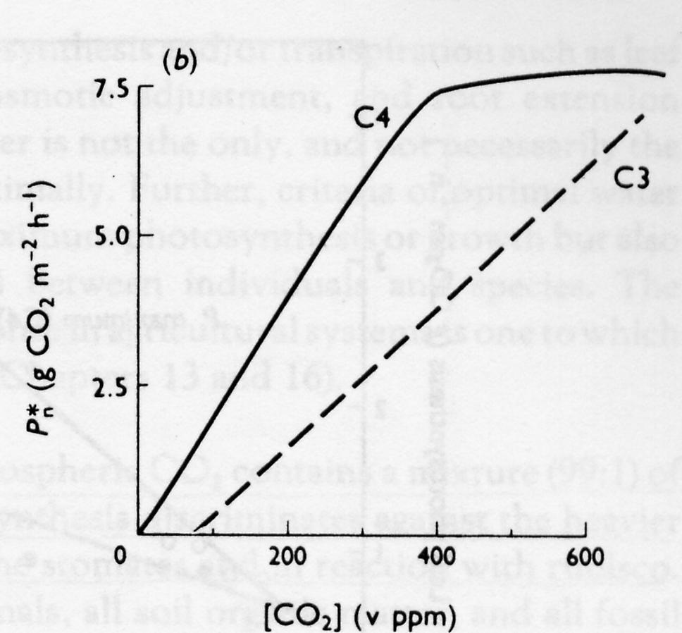 P n, concentrazione di CO 2, sistema fotosintetico Normale concentrazione atmosferica Le C4 hanno una
