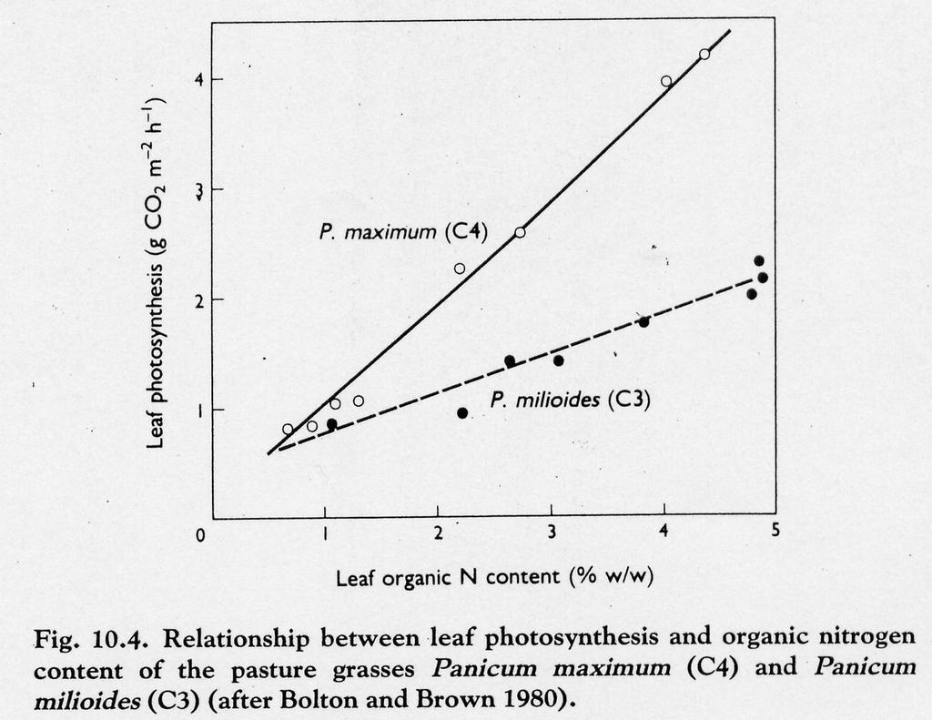 meno azoto = maggior P n per unità d azoto foglie più grandi con minor N% peggiori caratteristiche nutritive P n e azoto Per la maggior parte delle