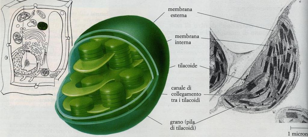 La fotosintesi La fotosintesi ha luogo nei cloroplasti.