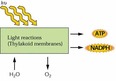 H 2 O + NADP + + Pi +ADP