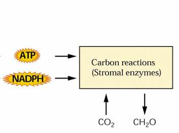 CO 2 + NADPH + H + + ATP C 6