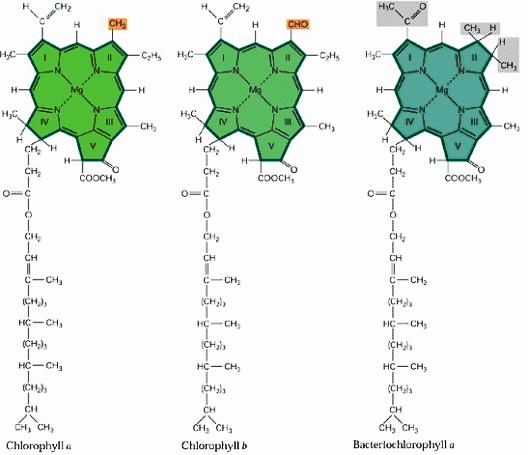 Gruppo metilico Gruppo formile Le molecole di clorofilla hanno una struttura di tipo porfirinico che contiene un atomo centrale di Mg collegato ai quattro anelli pirrolici.
